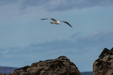 Fototapeta na wymiar Gull , Isle of Skye Scotland, United Kingdom