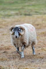 Scottish Blackface Sheep, Isle of Skye Scotland, United Kingdom