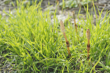 つくし　草　春　素材