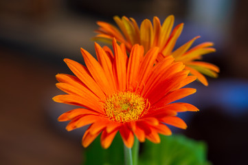 Orange Daisy Flower Bokeh Blur Background Set 3