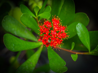 Low key of Blurred with noise Red flower spike or Oxymora coccinea