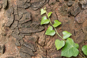 Single shoot of ivy growing over the bark of a tree.