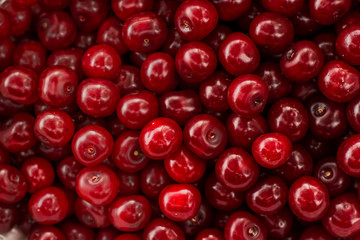 Backround of ripe cherries