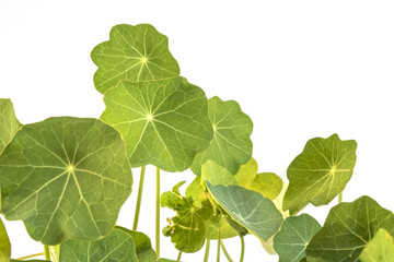 Close Up of Chinese Money Plant Leaves on White Background