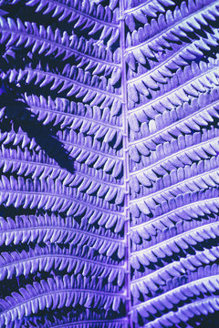 Leaves of fern with sunlight toned by ultraviolet. Closeup. Nature background.