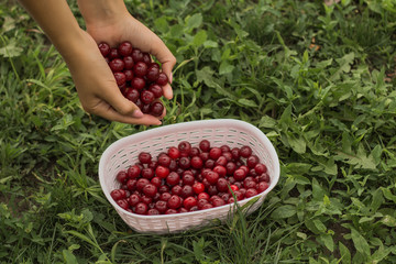 Picking cherries in the garden