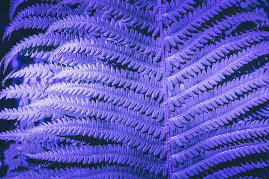 Leaves of fern with sunlight toned by ultraviolet. Nature background.