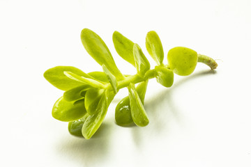 Close Up of a Green Succulent On White Background