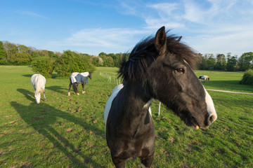 Horses in a Meadow, closeup view 