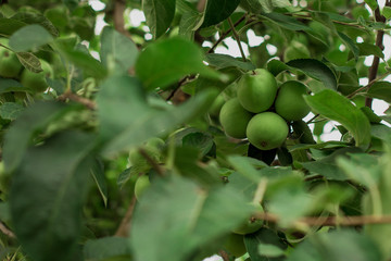 Fresh green apple on a tree in the garden. Close-up