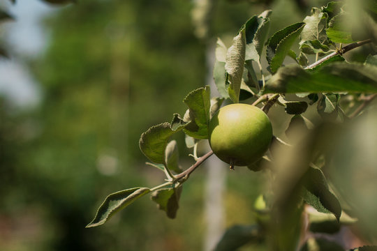 Fresh green apple on a tree in the garden. Close-up