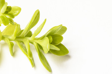 Close Up of a Green Succulent On White Background