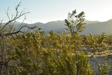 Obraz na płótnie Canvas early morning sunlight on hills valley of Mojave Desert in Pahrump, Nevada, USA