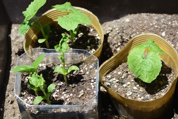 Germination of bitter melon / Kitchen garden