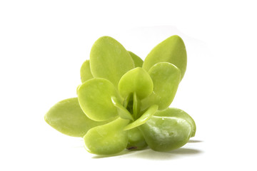 Close Up of a Green Succulent On White Background