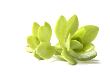 Close Up of a Green Succulent On White Background