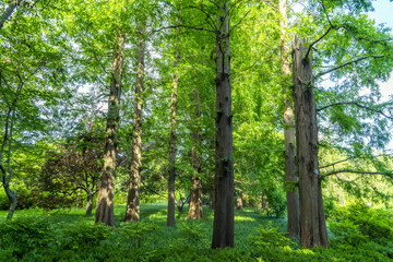 Fototapeta premium Forest and lake green forest
