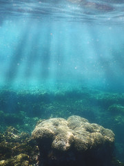 Under the Sea