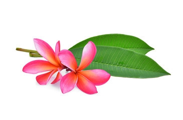 Fototapeta na wymiar frangipani tropical flower, plumeria, Lanthom, Leelawadee flower with green leaves isolated white background