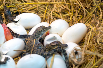 Fototapeta premium Crocodile baby incubation hatching eggs or science name Crocodylus Porosus lying on the straw