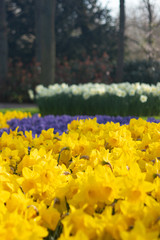 Bright and Vibrant yellow flowers garden in Keukenhof Netherlands