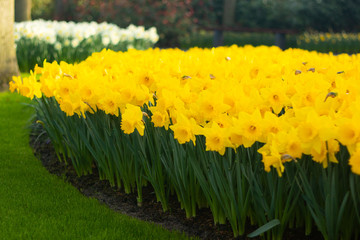 Bright and Vibrant yellow flowers garden in Keukenhof Netherlands
