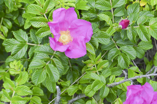 Rosa "Dagmar Hastrup"