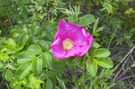 Rosa "Dagmar Hastrup"