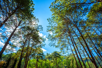 Fototapeta premium Beautiful larch forest summer with different trees,pine forest green on the mountain on nature trail.