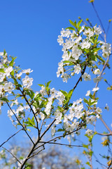 Spring Cherry blossoms