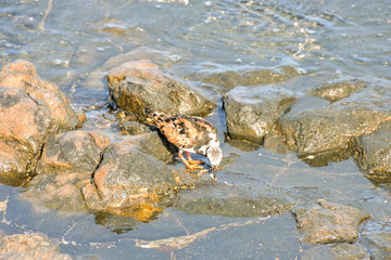 Kentish Plover Water Bird
