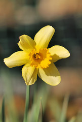 Fototapeta premium wild daffodil. Narcissus pseudonarcissus