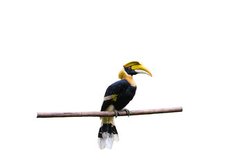 Yellow Billed Hornbill Great hornbill, Great indian hornbill, Great pied hornbill, Hornbill, Focus through the cage,isolated on white