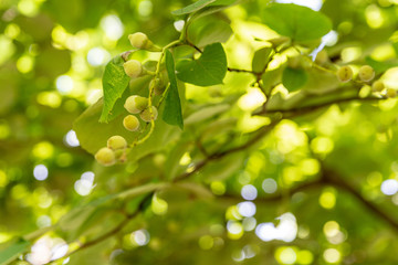 ハクウンボクの実