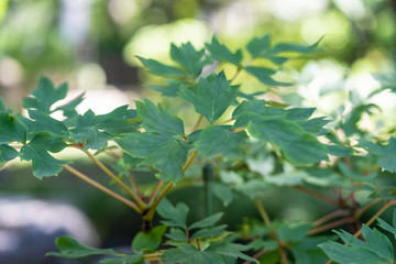 ステルンべルギア