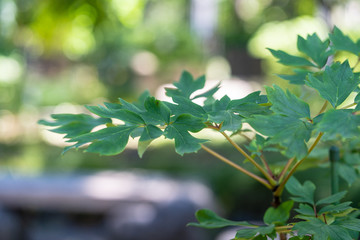 ステルンべルギア