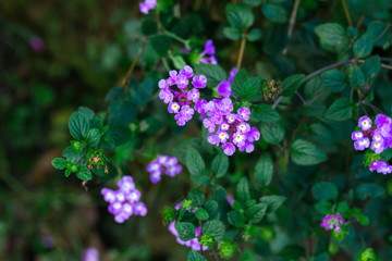 Fototapeta na wymiar Beautiful purple flowerof Verbena bonariensis plant flower.