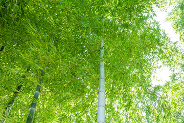 Fototapeta premium 竹林