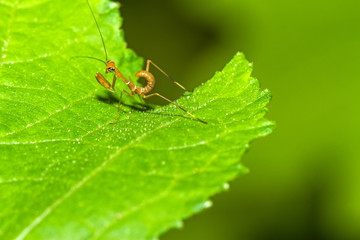 A kind of Japanese mantis larvae there are on top of the leaves