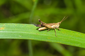 Close up Grasshopper  eating green leaf on natural light,soft focus