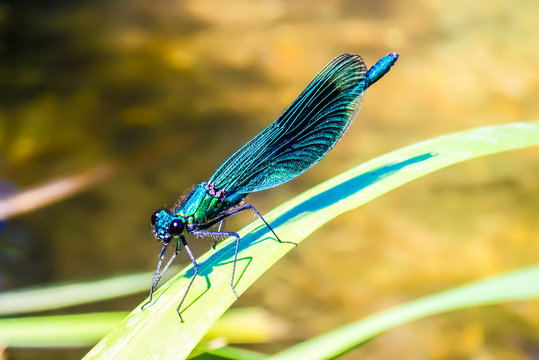 Male Banded Demoiselle Damselfly also known as the Kingfisher or Water Butterfly