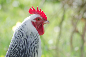 Boss of the chickens