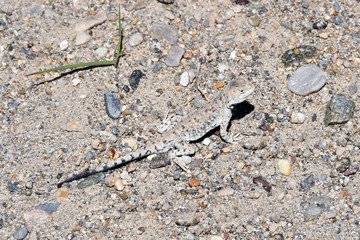 Lizard in Tibet at an altitude of about 5000 meters above sea level