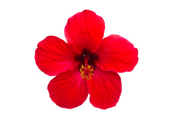 Macro of red China Rose flower (Chinese hibiscus, Hibiscus rosa-sinensis , Hawaiian hibiscus , shoe flower ) isolate on white background.Saved with clipping path