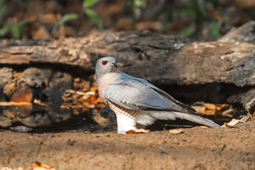 Beautiful bird Shikra ( Accipiter badius ) drink water  on pond