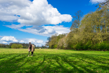 Horse standing on green grass at sunny summer day 