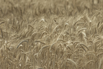 rye field. Wheat Field with the Sun. Golden Wheat Ears close-up. A fresh Crop of Rye