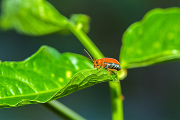 Close up Pumpkin beetle, Yellow Squash Beetle or Cucurbit Beetle  on green leaf