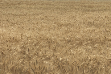 rye field. Wheat Field with the Sun. Golden Wheat Ears close-up. A fresh Crop of Rye