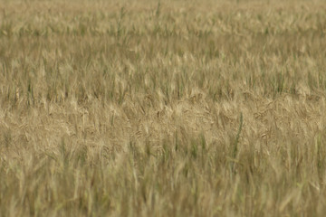 rye field. Wheat Field with the Sun. Golden Wheat Ears close-up. A fresh Crop of Rye
